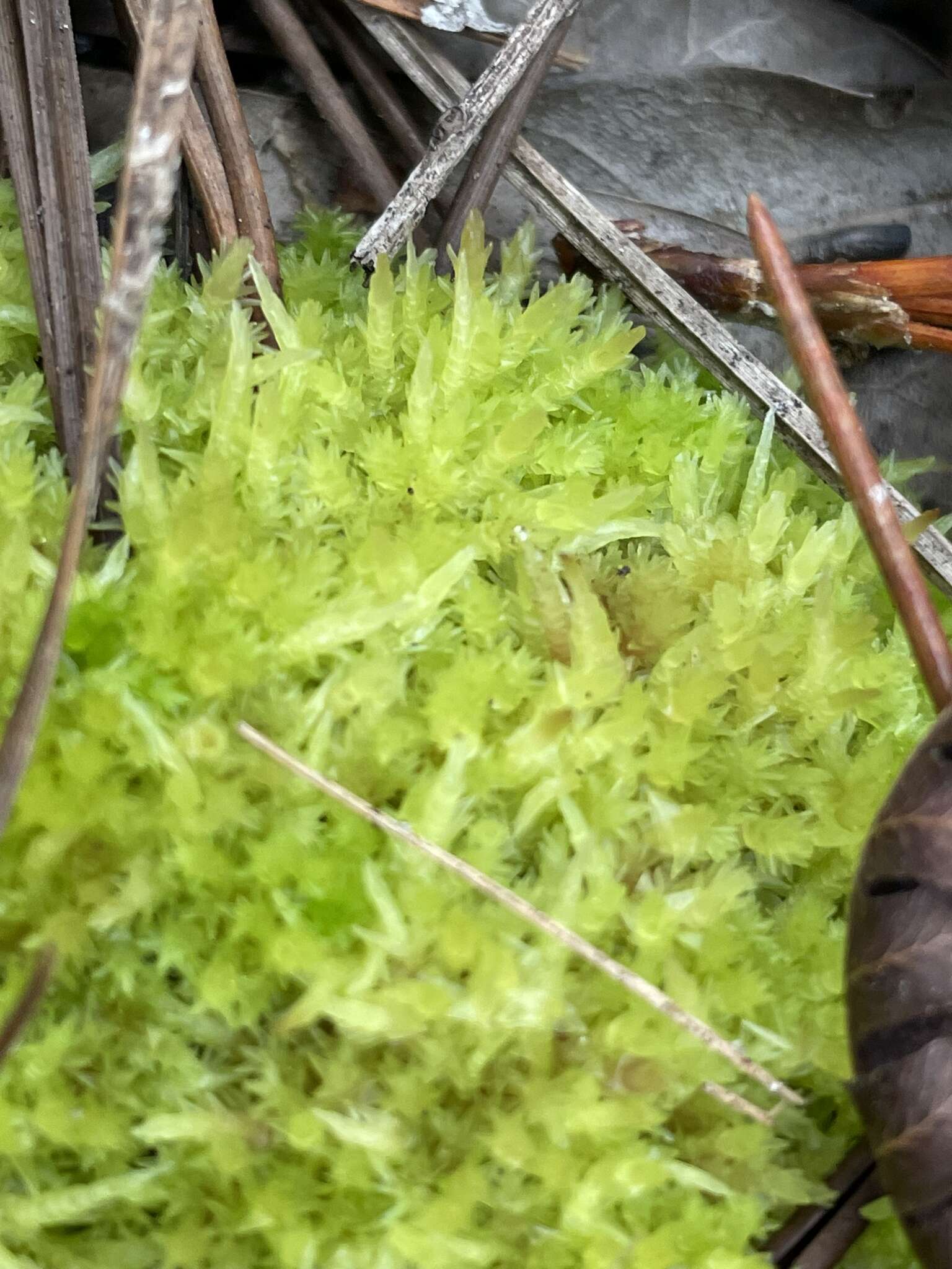 Image of blushing bog-moss