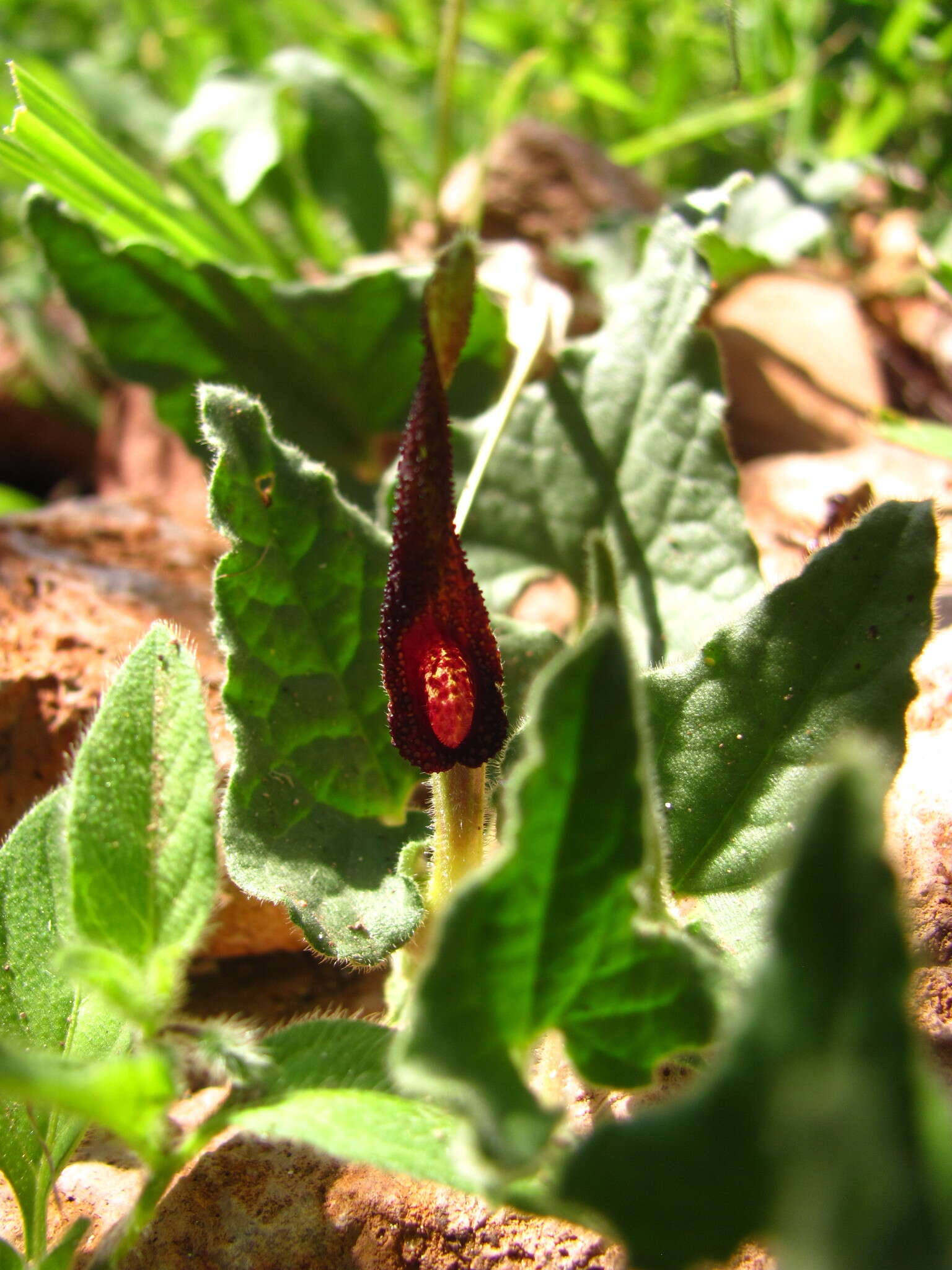 Image de Aristolochia wrightii Seem.