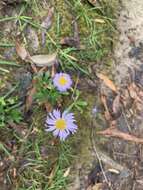 Image of Brachyscome decipiens Hook. fil.