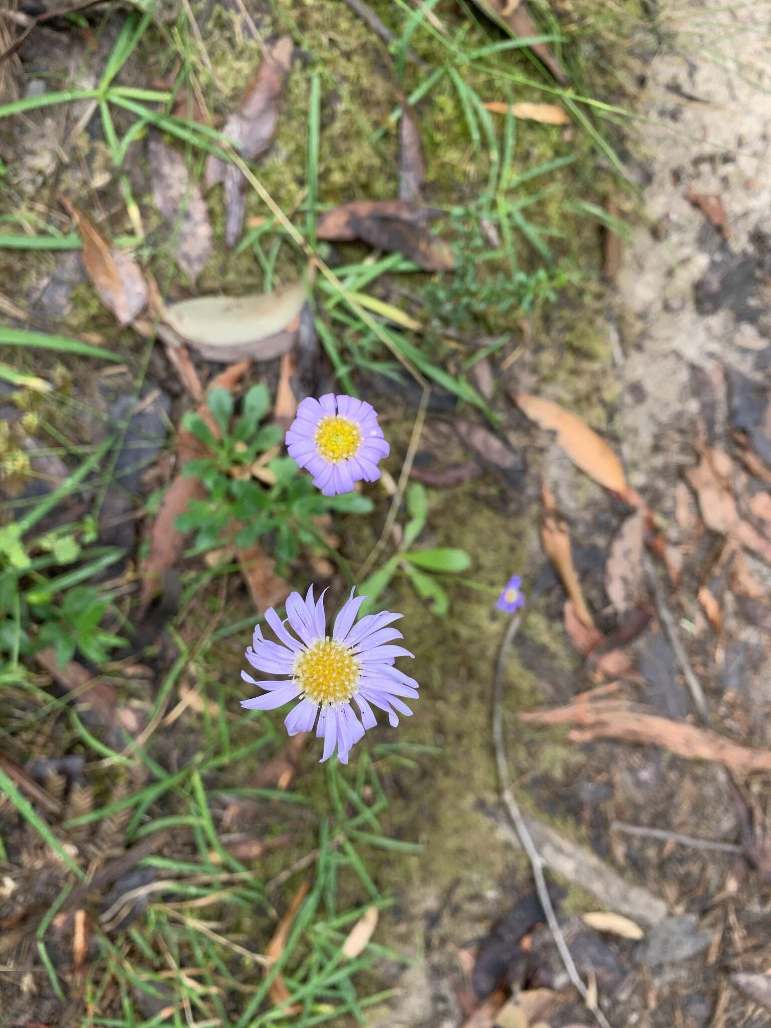 Image of Brachyscome decipiens Hook. fil.