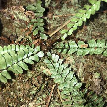 Image of Asplenium pifongiae L. Y. Kuo, Fay W. Li & Y. H. Chang