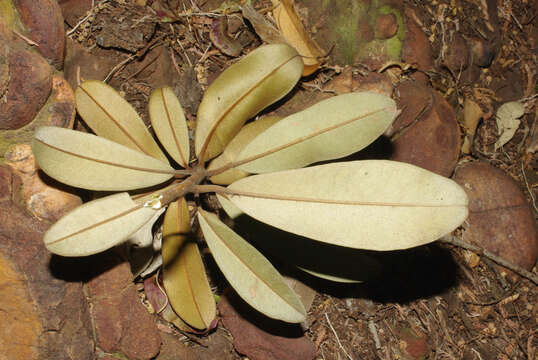 Image of Transvaal milk plum