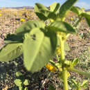 Image of spiny caper