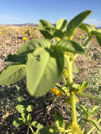 Image of spiny caper