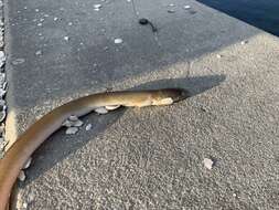 Image of Pallid Snake Eel