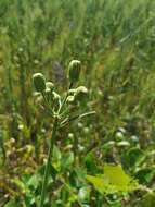 Plancia ëd Sonchus arvensis subsp. uliginosus (M. Bieb.) Nym.