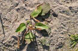 Image of Plantago uliginosa F. W. Schmidt