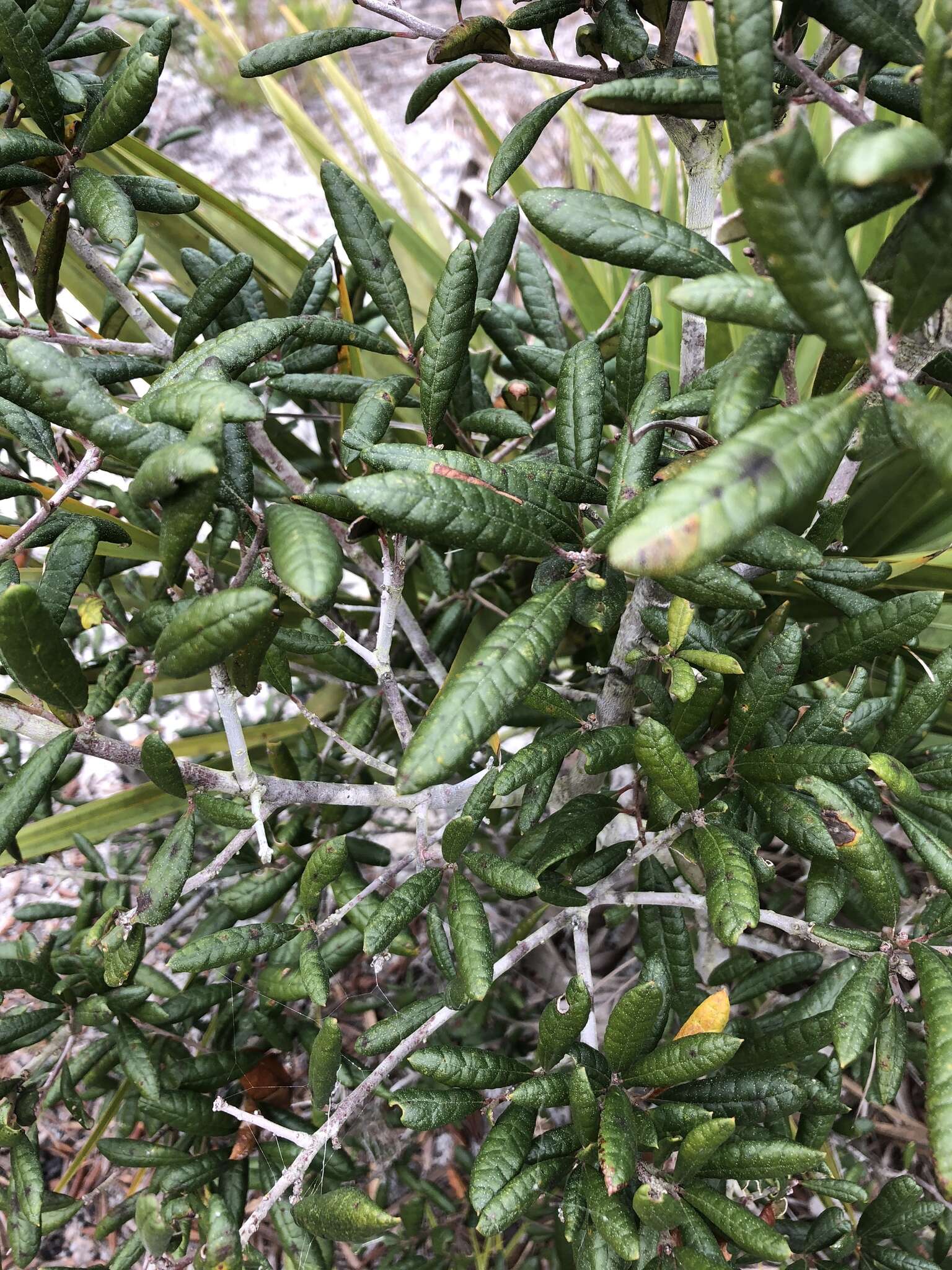 Imagem de Quercus geminata Small