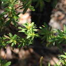 Image of Hibbertia acuminata B. J. Conn