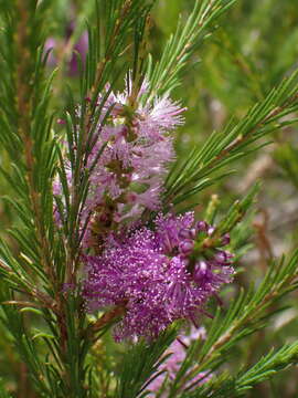 Image of Melaleuca diosmatifolia Dum.-Cours.