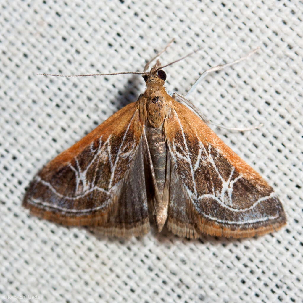 Image of Fulvous-edged Pyrausta Moth