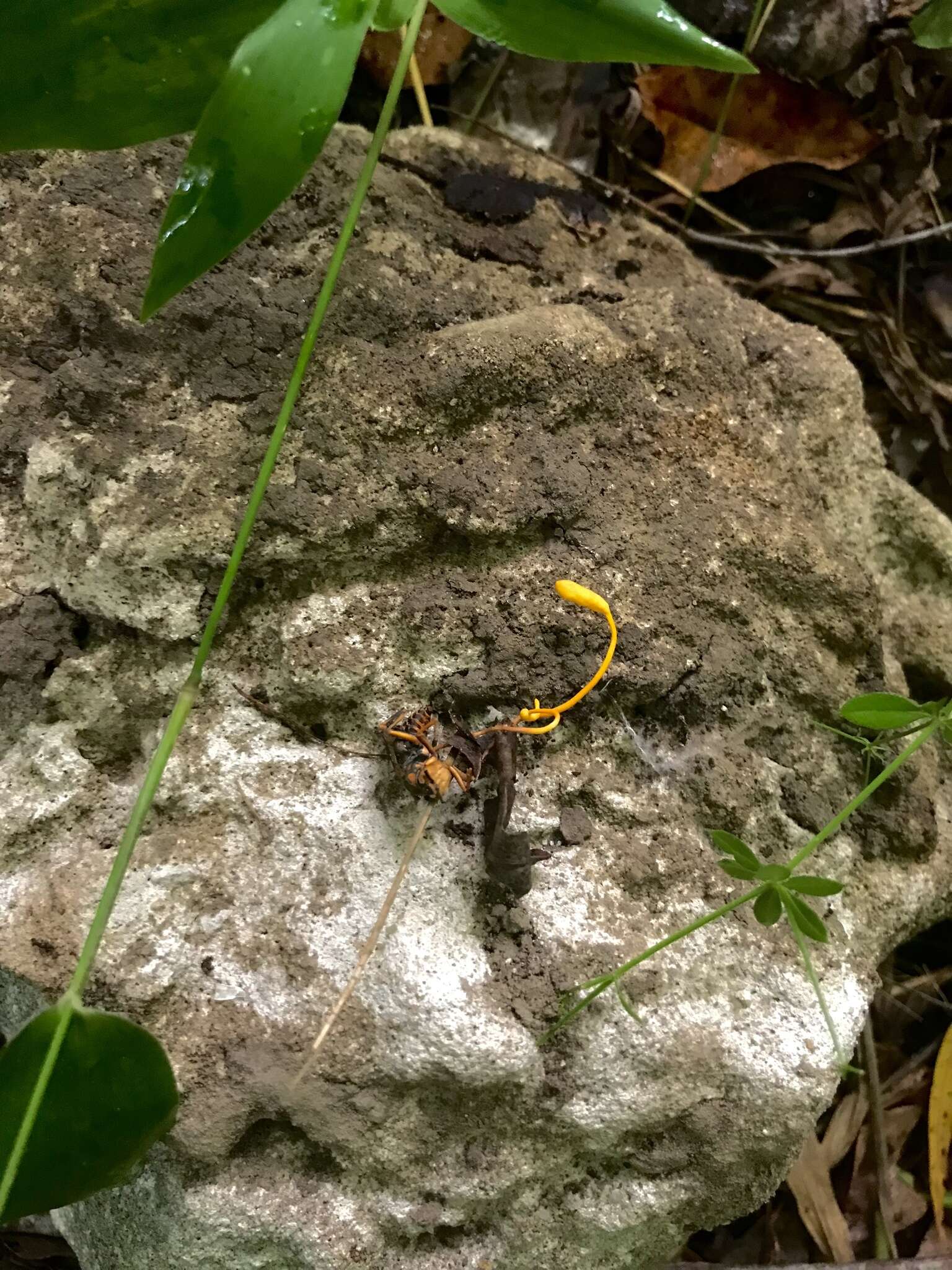 Image of Ophiocordyceps sphecocephala (Klotzsch ex Berk.) G. H. Sung, J. M. Sung, Hywel-Jones & Spatafora 2007