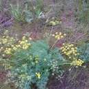 Image of <i>Lomatium papilioniferum</i> J. A. Alexander & W. Whaley