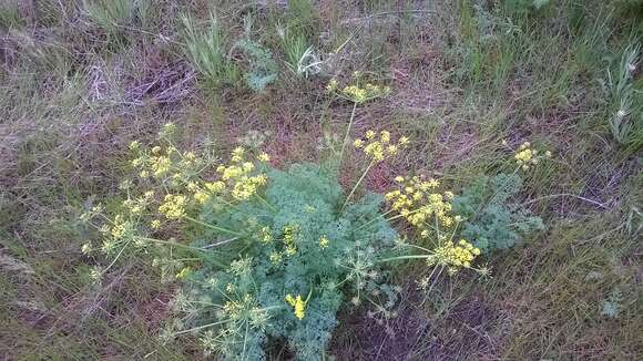 Imagem de <i>Lomatium papilioniferum</i> J. A. Alexander & W. Whaley