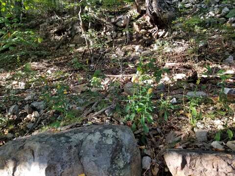 Imagem de Solidago hispida var. hispida