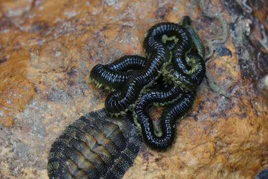 Eulalia microphylla Schmarda 1861 resmi