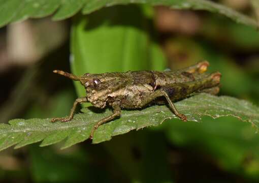 Lysacris tibialis (Gerstaecker 1889)的圖片