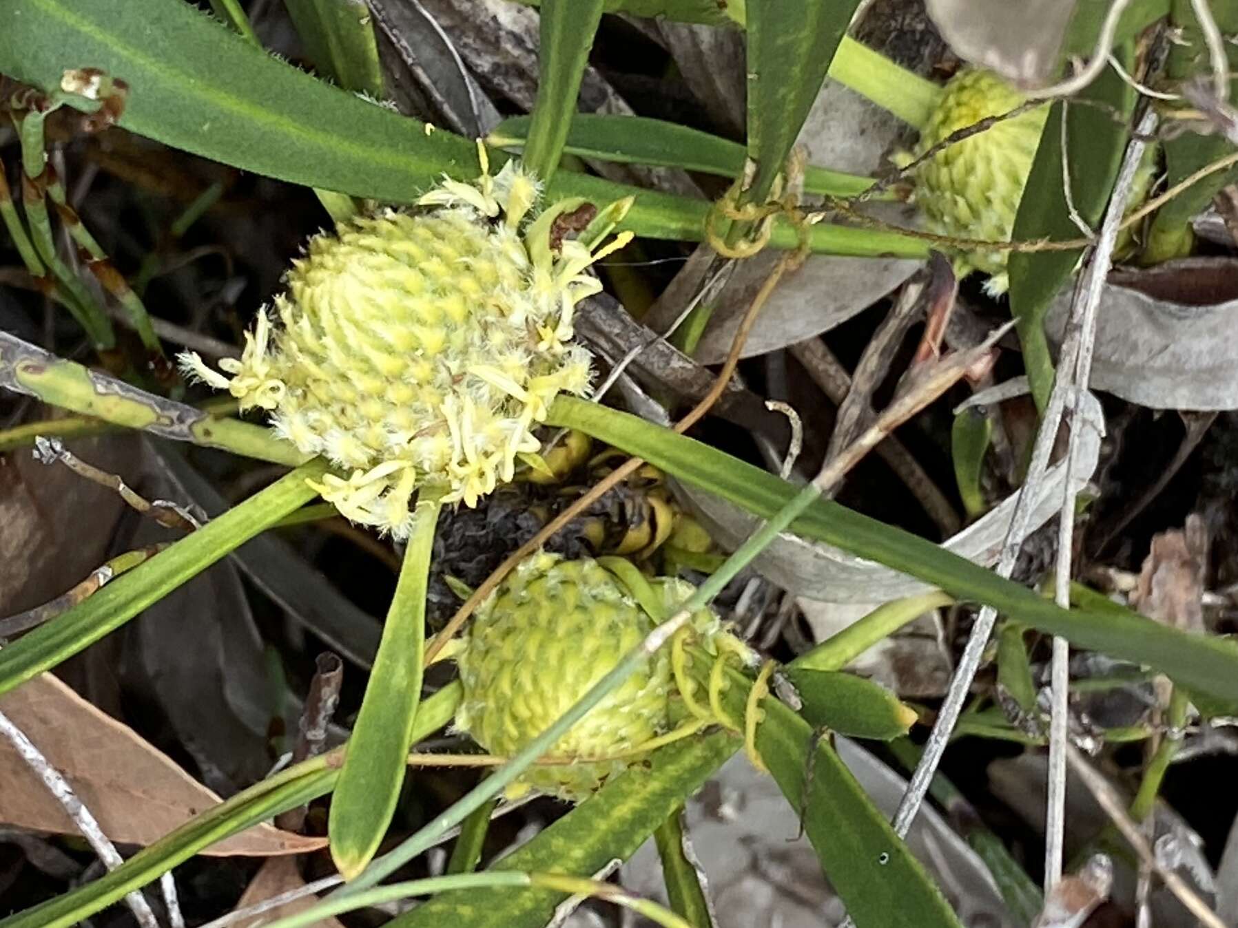 Image of Isopogon longifolius R. Br.