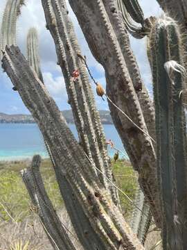 Image of island peacock orchid