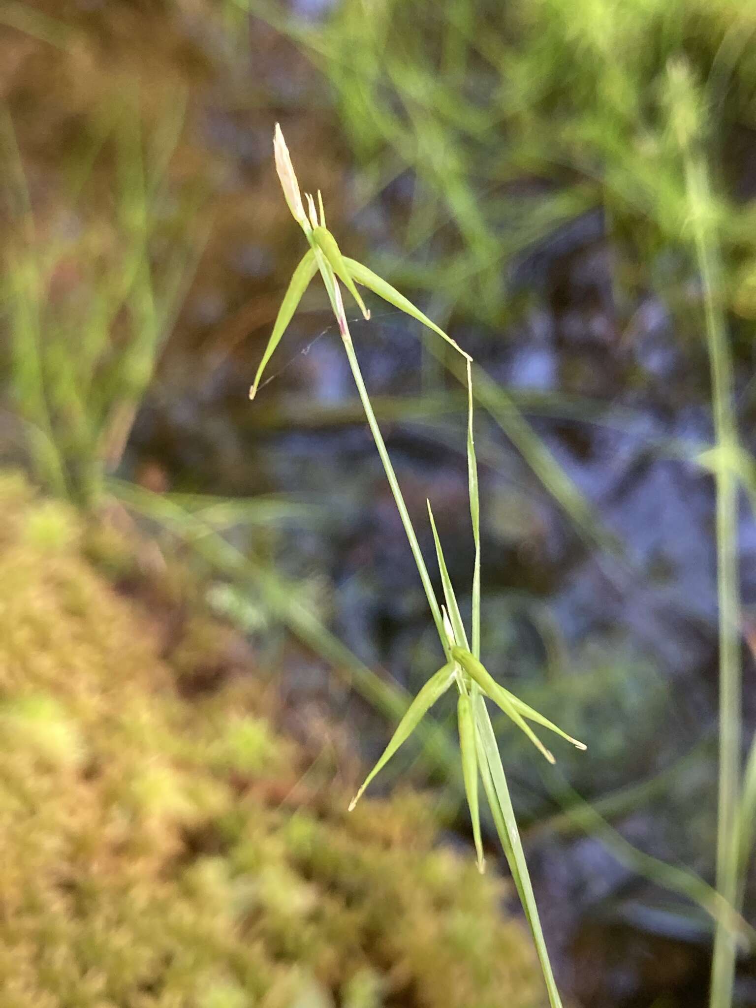 Image of Collins' sedge