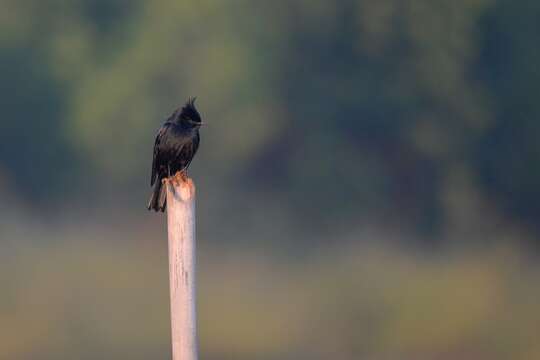 Image of Crested Black Tyrant