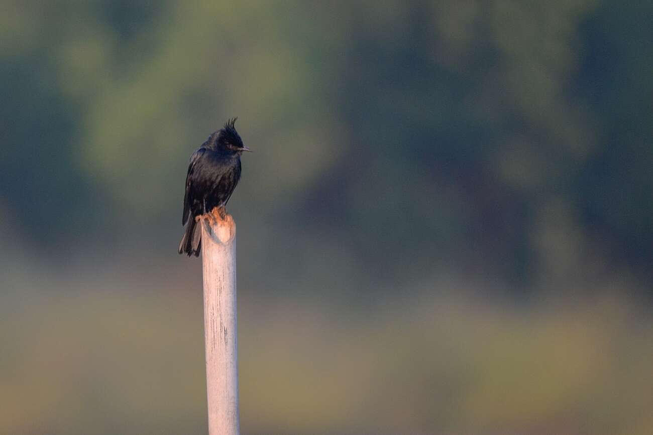 Image of Crested Black Tyrant