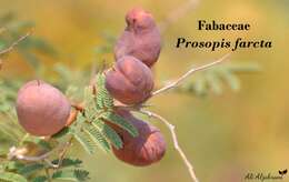 Image de Prosopis farcta (Banks & Sol.) J. F. Macbr.