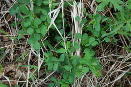 Plancia ëd Medicago platycarpa (L.) Trautv.