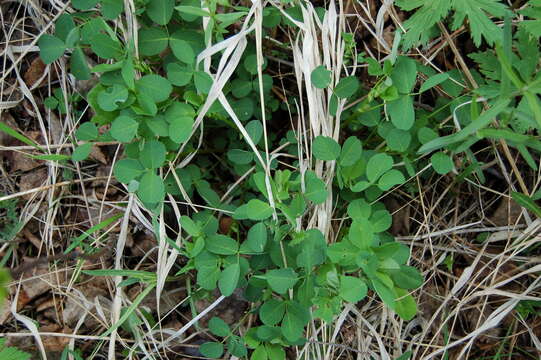 Image of Medicago platycarpa (L.) Trautv.