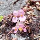 Image of Begonia goudotii A. DC.