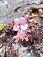 Image of Begonia goudotii A. DC.