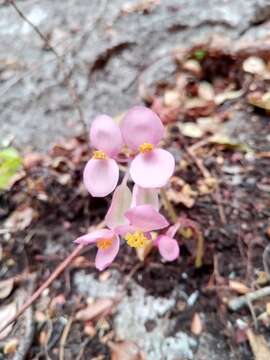 Image of Begonia goudotii A. DC.