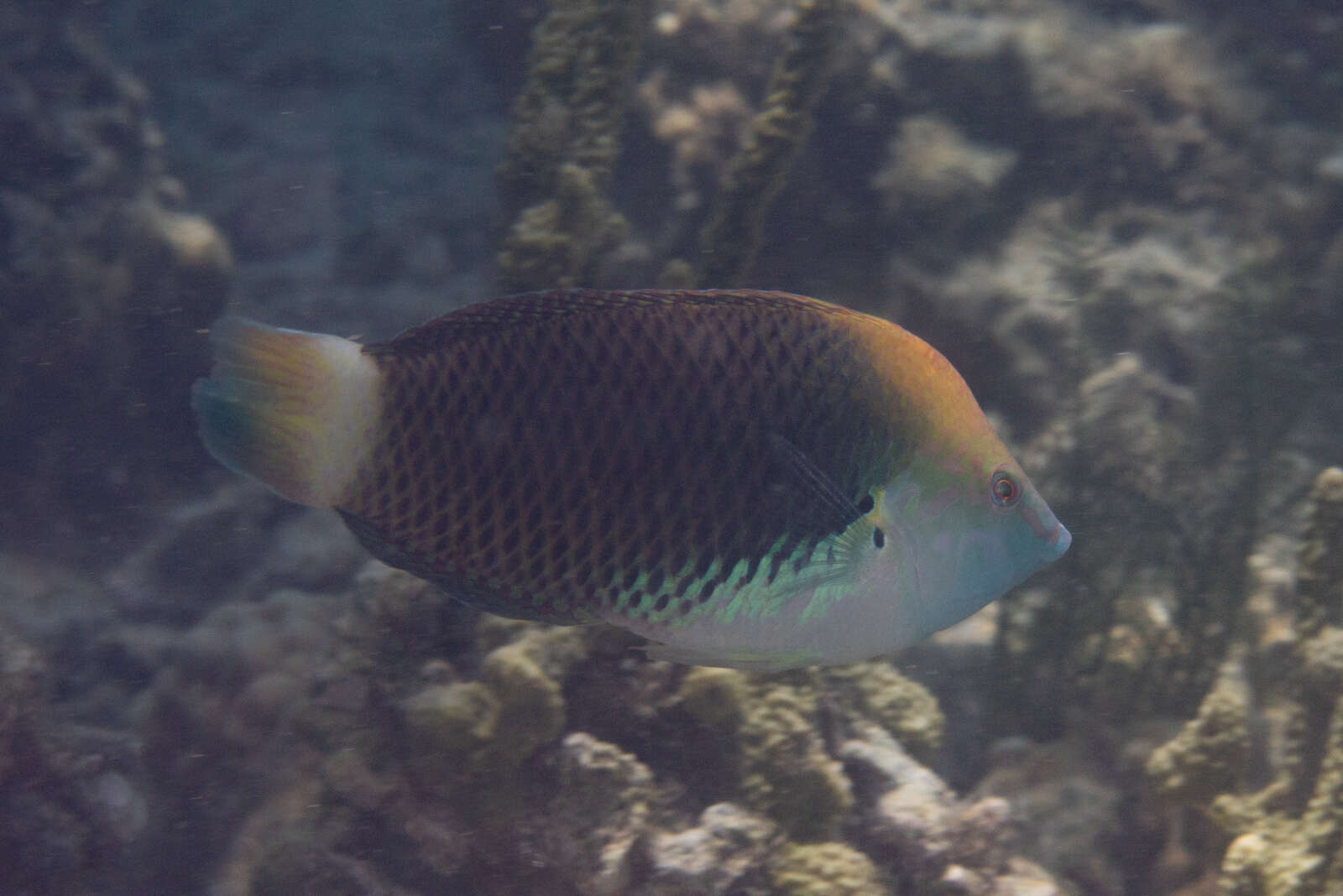 Image of Axil spot wrasse