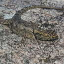 Image of Spiny lava lizard