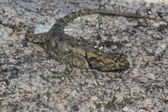 Image of Spiny lava lizard