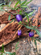 Imagem de Billardiera longiflora Labill.