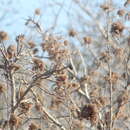 Image of Heliocarpus donnellsmithii Rose ex J. D. Sm.