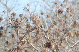 Image de Heliocarpus donnellsmithii Rose ex J. D. Sm.