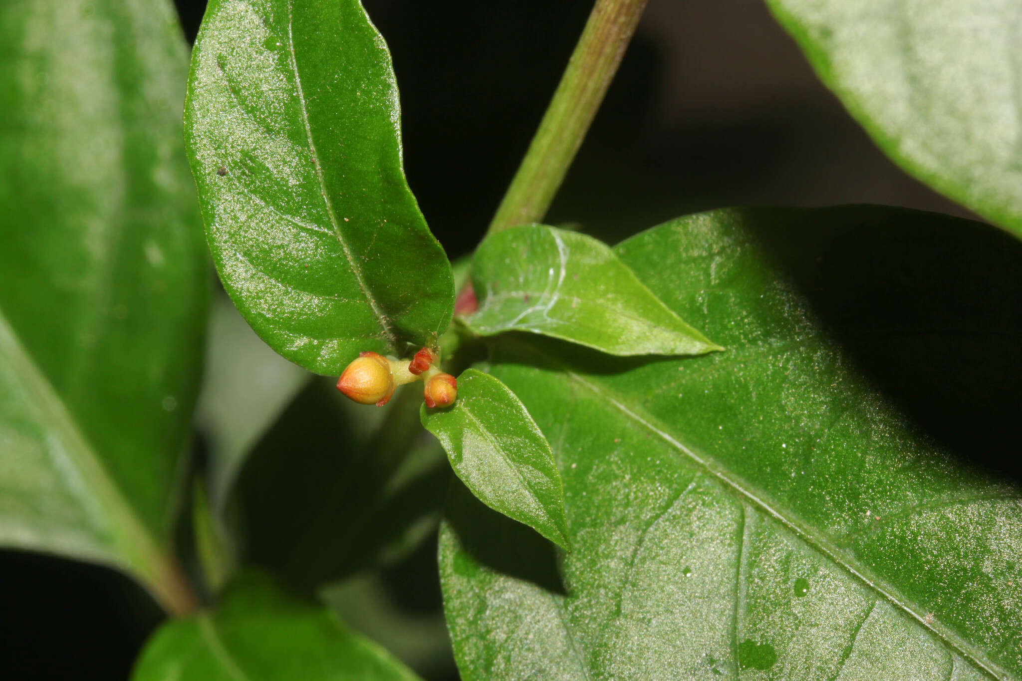 Imagem de Pleuropetalum sprucei (Hook. fil.) Standl.