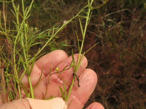 Image of Skinner's false foxglove