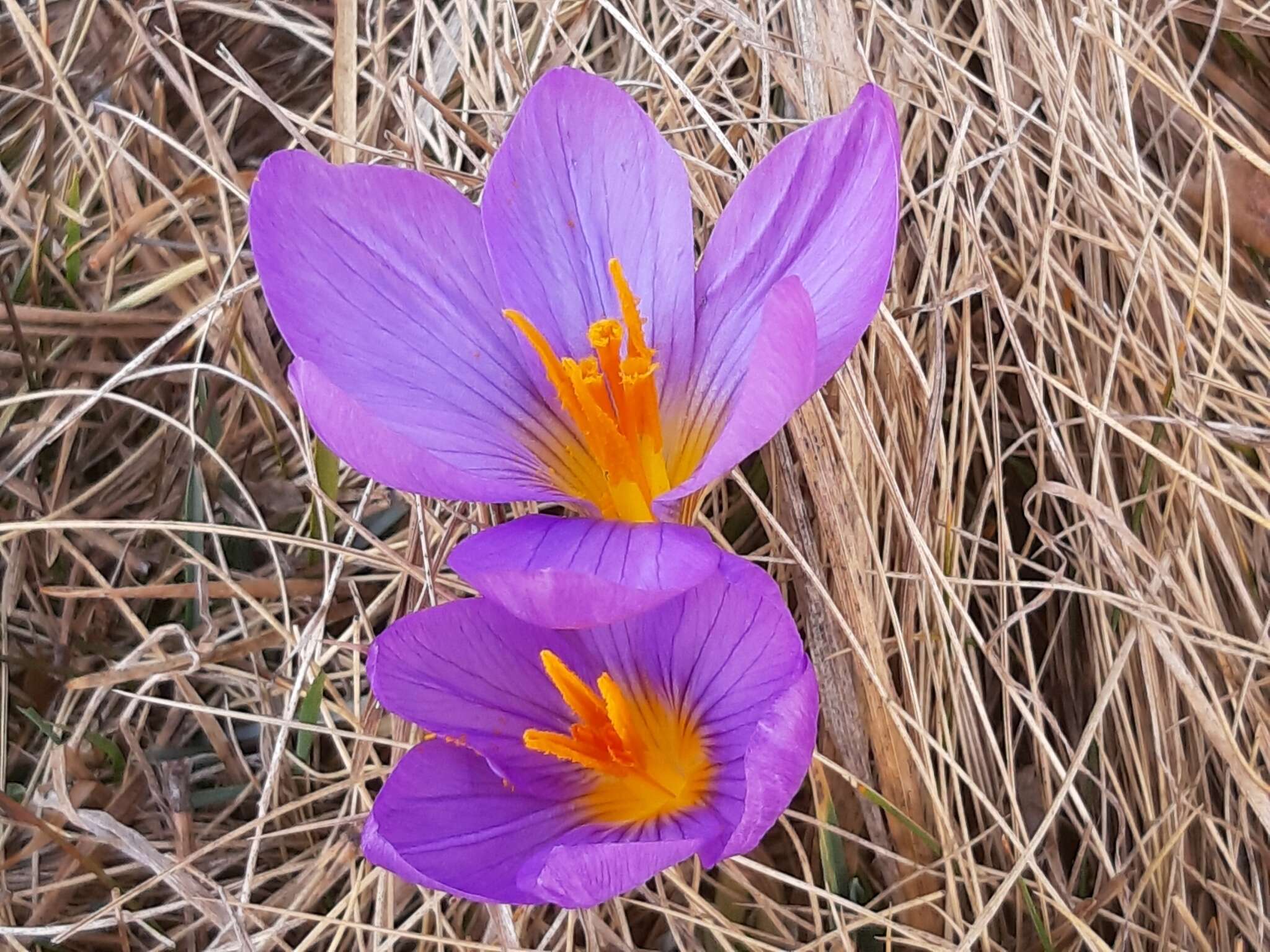 Image of various-coloured crocus