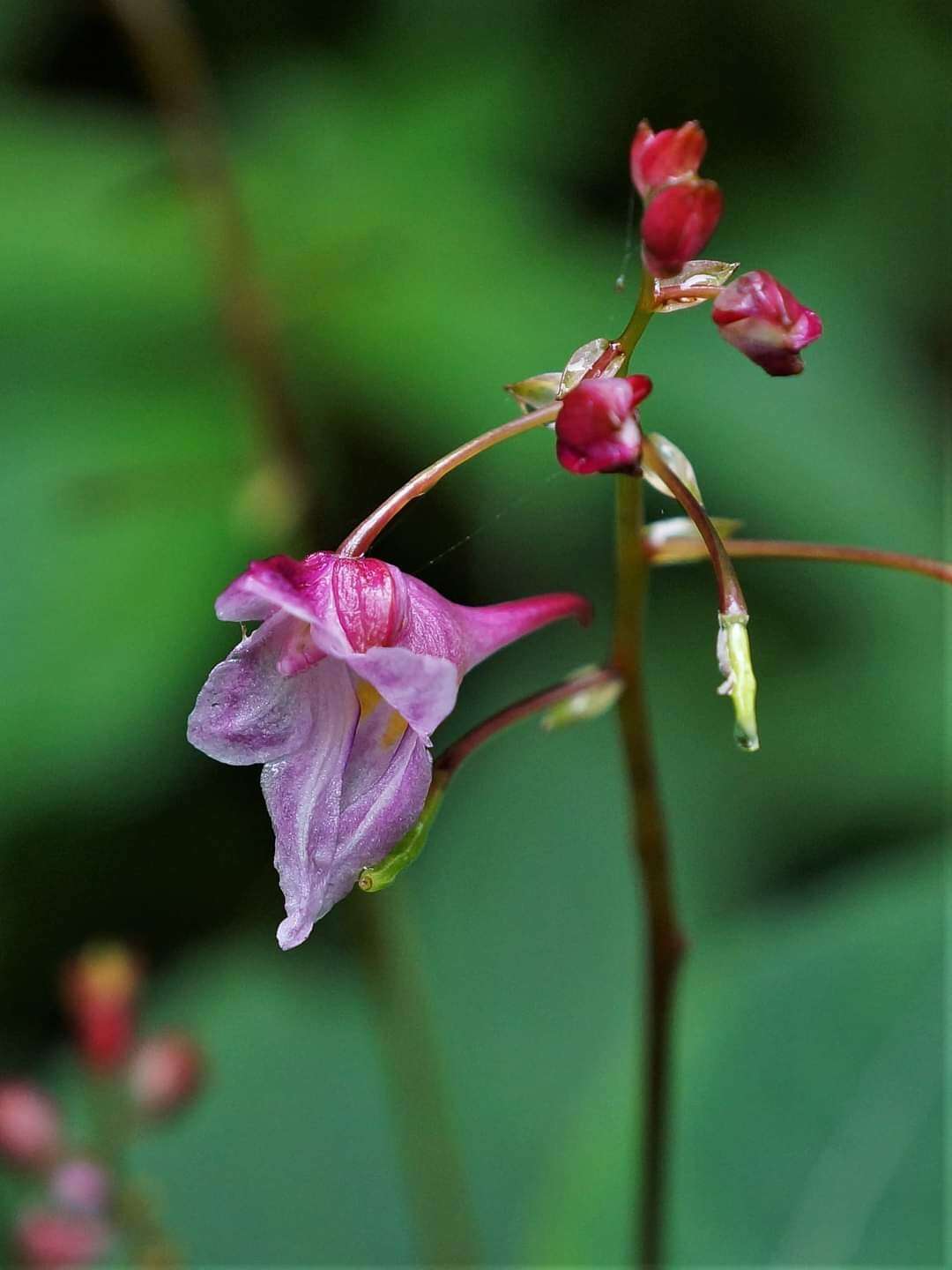 Image of Impatiens devolii T. C. Huang