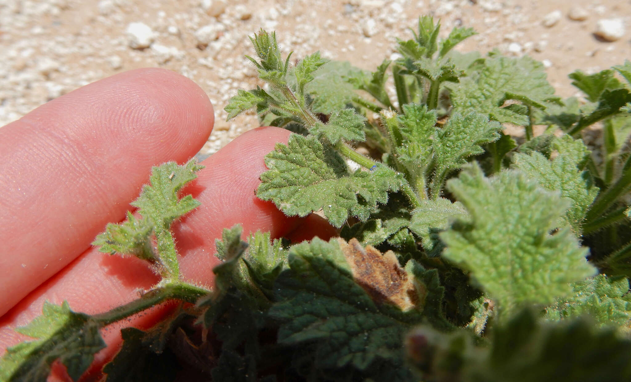 Image of fanleaf vervain