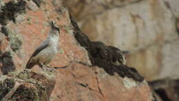 Image de Sittelle des rochers