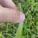 Image of Stagmatoptera praecaria Linne 1758