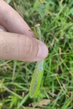 Image de Stagmatoptera praecaria Linne 1758