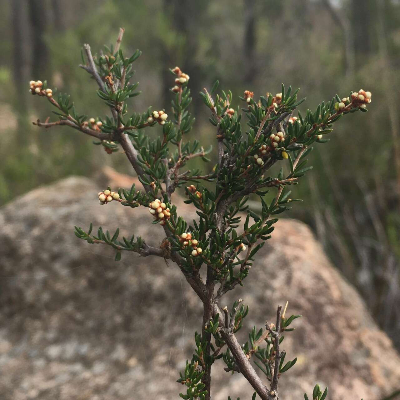 Image of Cryptandra lanosiflora F. Müll.