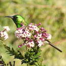 Imagem de Freylinia densiflora Benth.