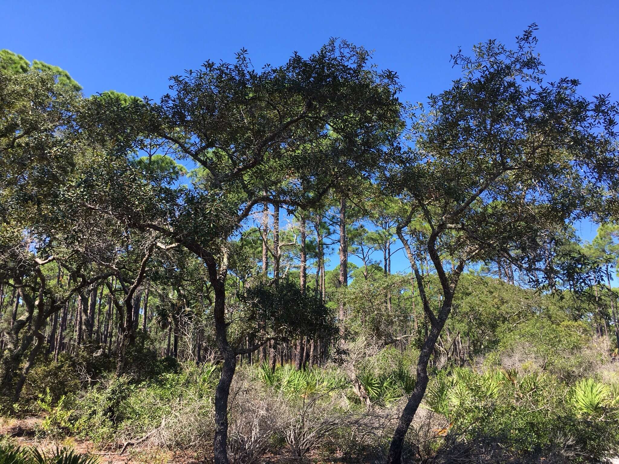 Imagem de Quercus geminata Small