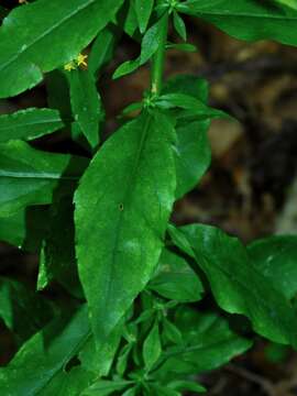 Image of mountain decumbent goldenrod